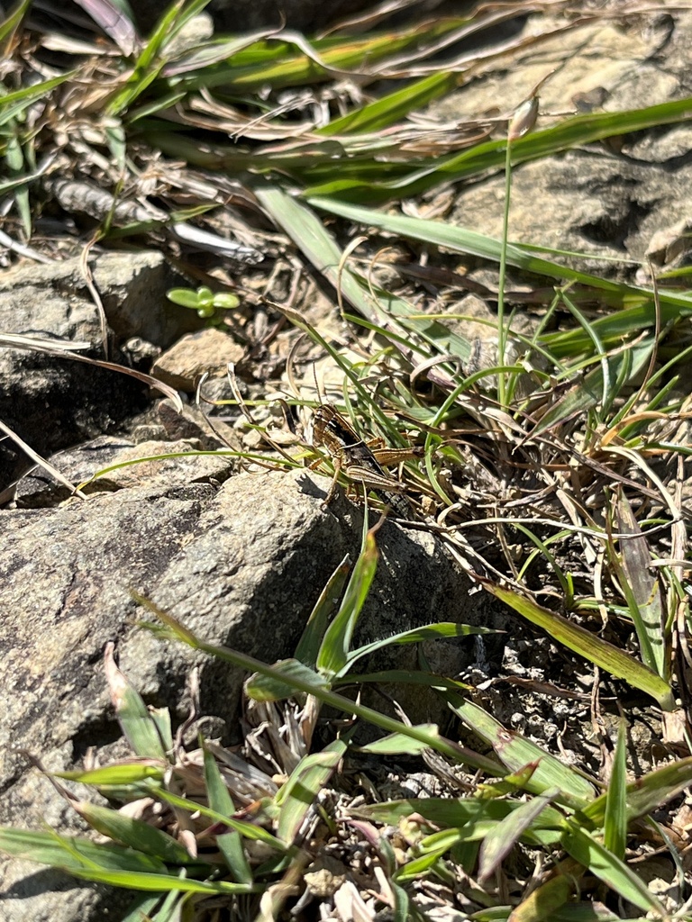 Migratory Locust In September 2023 By Nakatada Wachi INaturalist