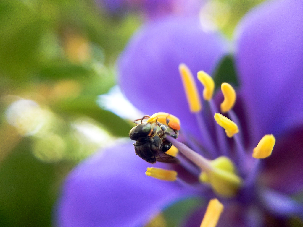 Mexican Pitted Stingless bee from Santiago Niltepec Oax México on