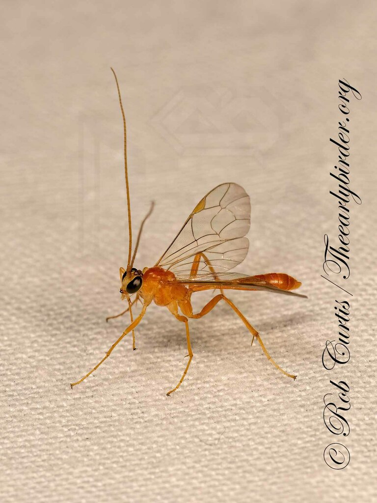 Ichneumonid Wasps From County Rd E Clayton Il On