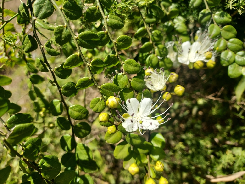 Scrambling Caper From Templin Qld Australia On September