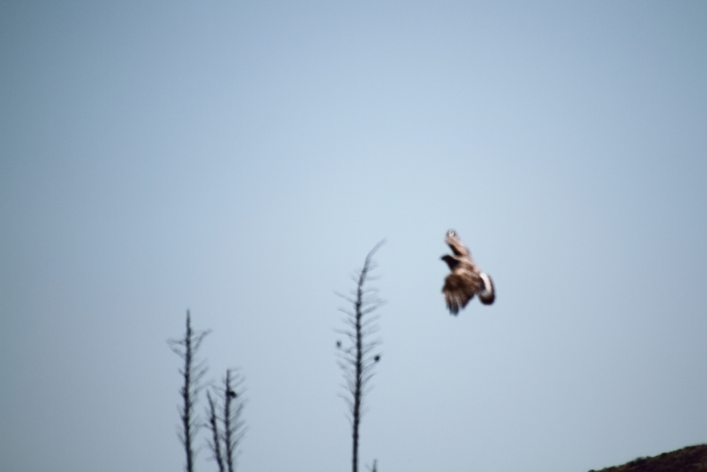 Rough Legged Hawk From El Berrendo Chih M Xico On February