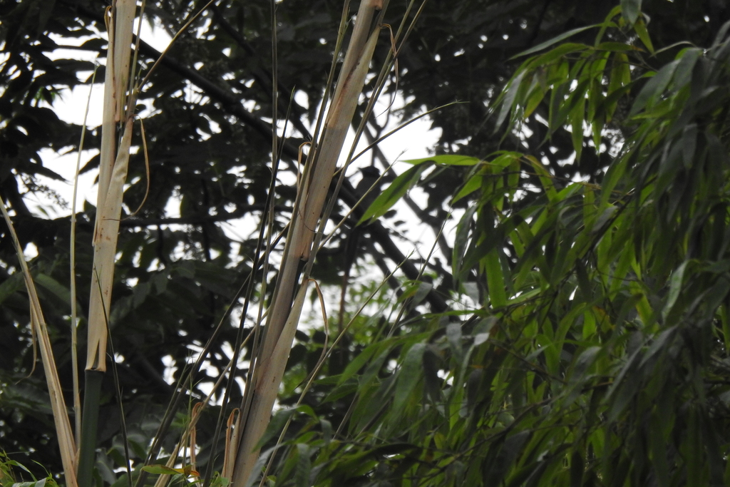 Amur Paradise Flycatcher From On June At Pm