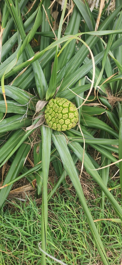 Thatch Screwpine From J Ww Noosa Heads Qld Australia On