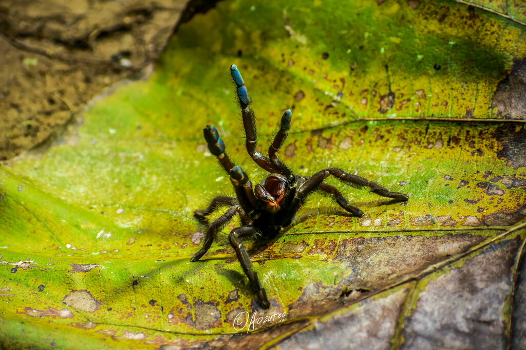 Lampropelma From Petetea Kec Kulisusu Utara Kabupaten Buton Utara