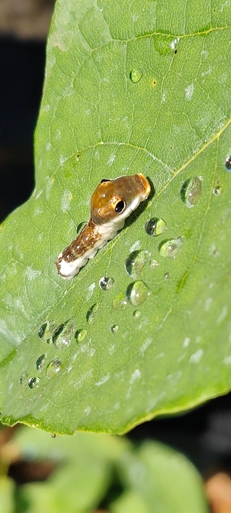 Spicebush Swallowtail From Goshen Township OH USA On September 19