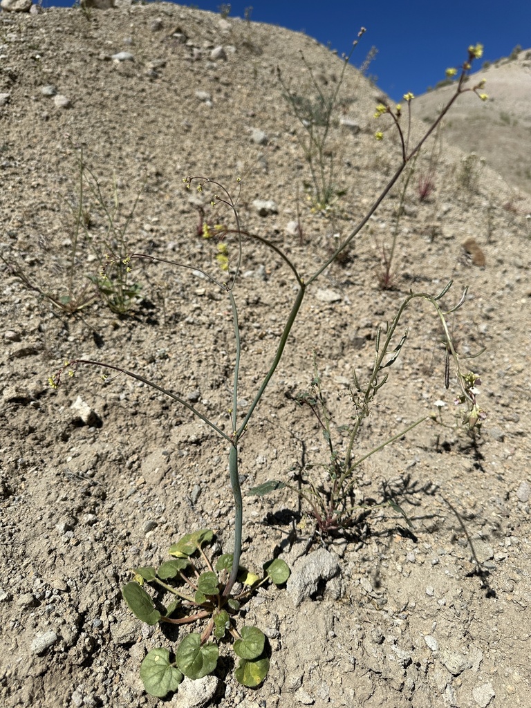 Redstem Buckwheat From Lyon County Nv Usa On June At