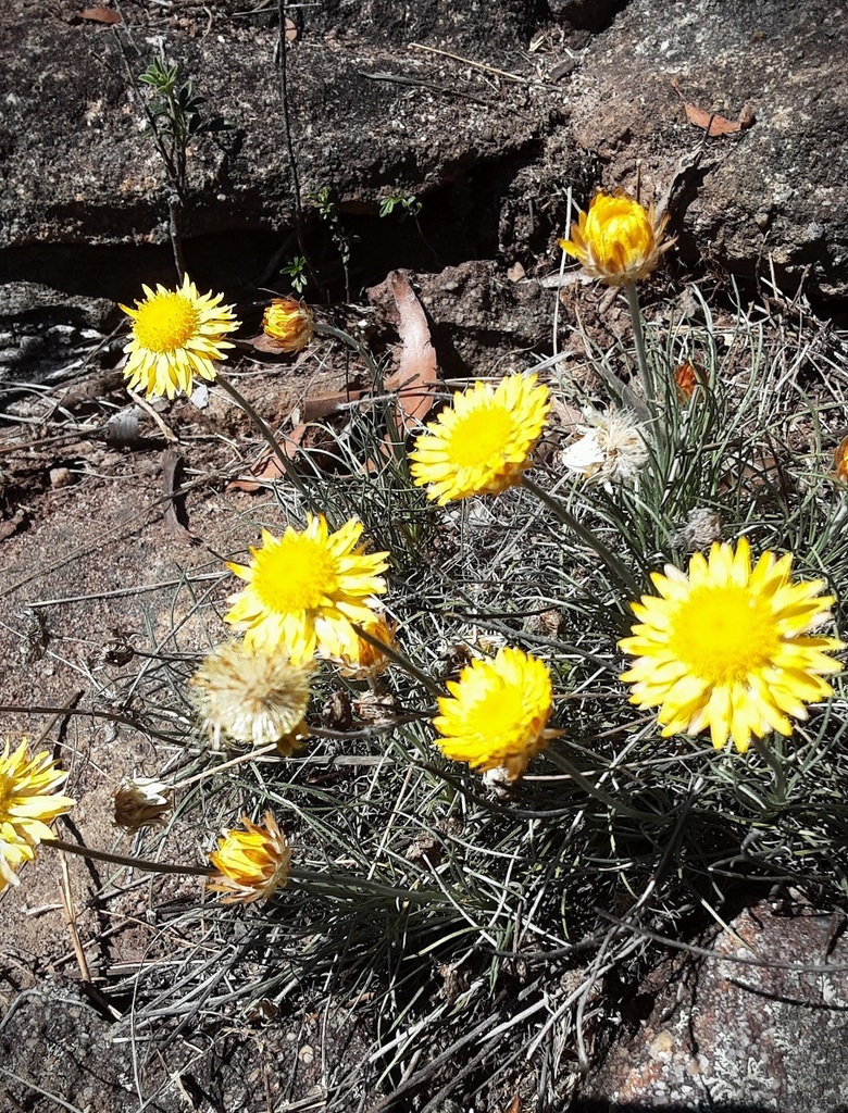 Leucochrysum Graminifolium From Gardens Of Stone Sca Newnes Plateau