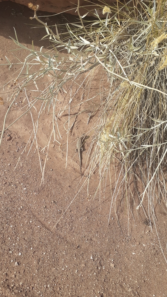 Bahia Blanca Smooth Throated Lizard From Pic N Leuf Neuqu N