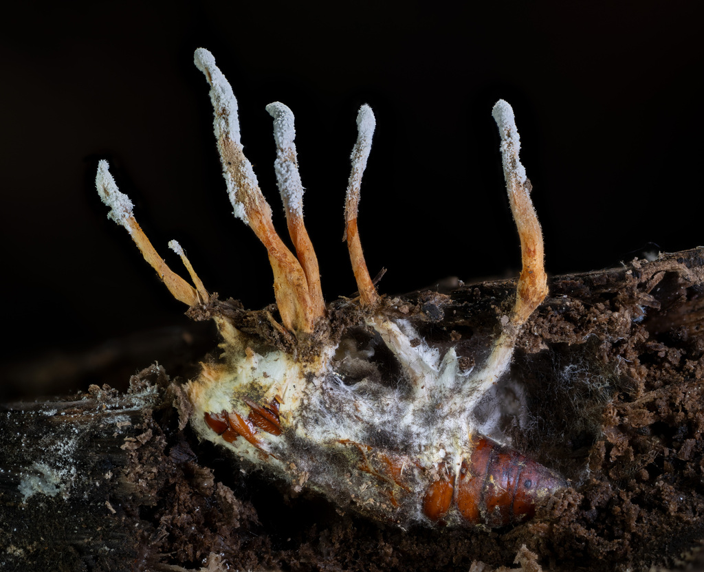 Cordyceps From Ashland County US WI US On September 19 2023 At 02 04