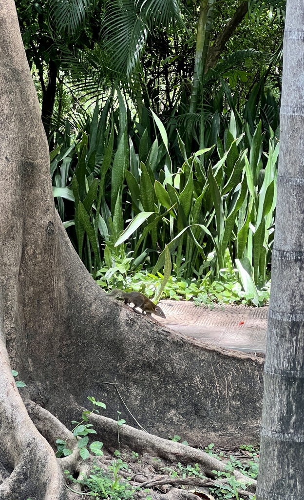 Northern Treeshrew From Queen Sirikit Park Bangkok Bangkok Th On