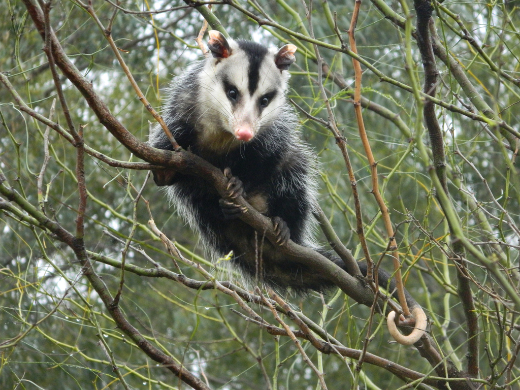 Gambá de orelha branca Biodivesidade de Iguatu iNaturalist