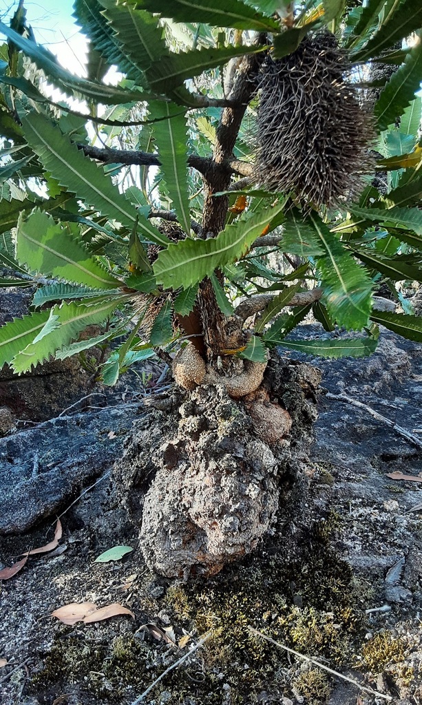 Old Man Banksia From Gardens Of Stone Sca Newnes Plateau Nsw