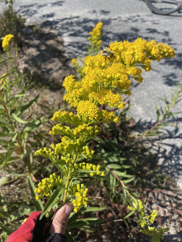 Northern Seaside Goldenrod From Nickerson State Park Brewster MA US