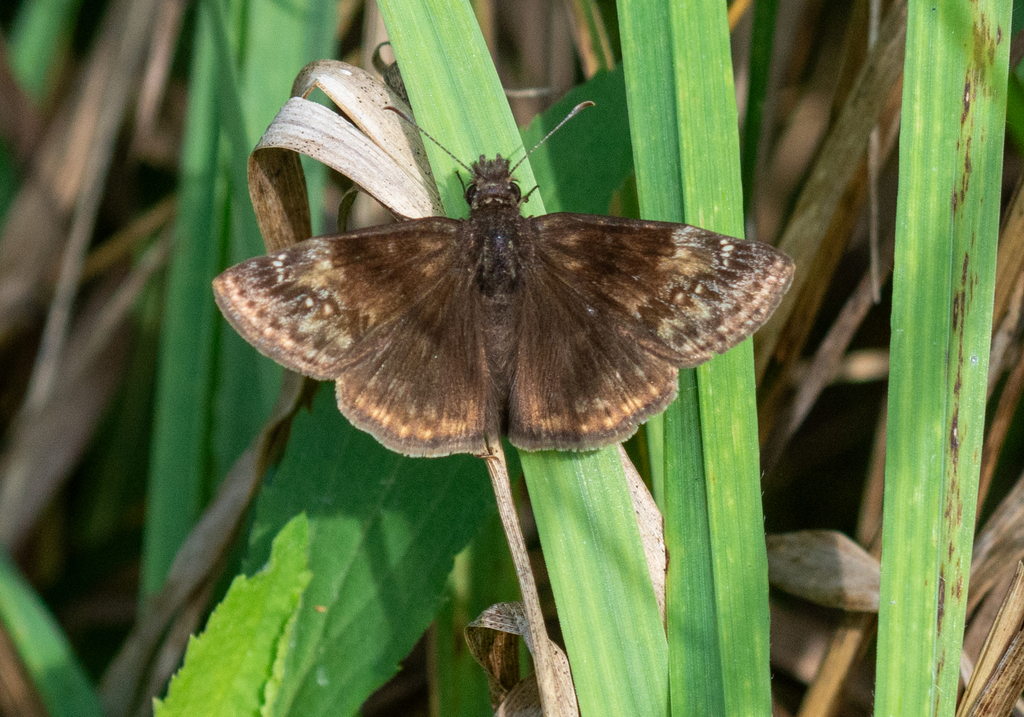 Horace S Duskywing From 667 Sugarbush Dr Zionsville IN 46077 On