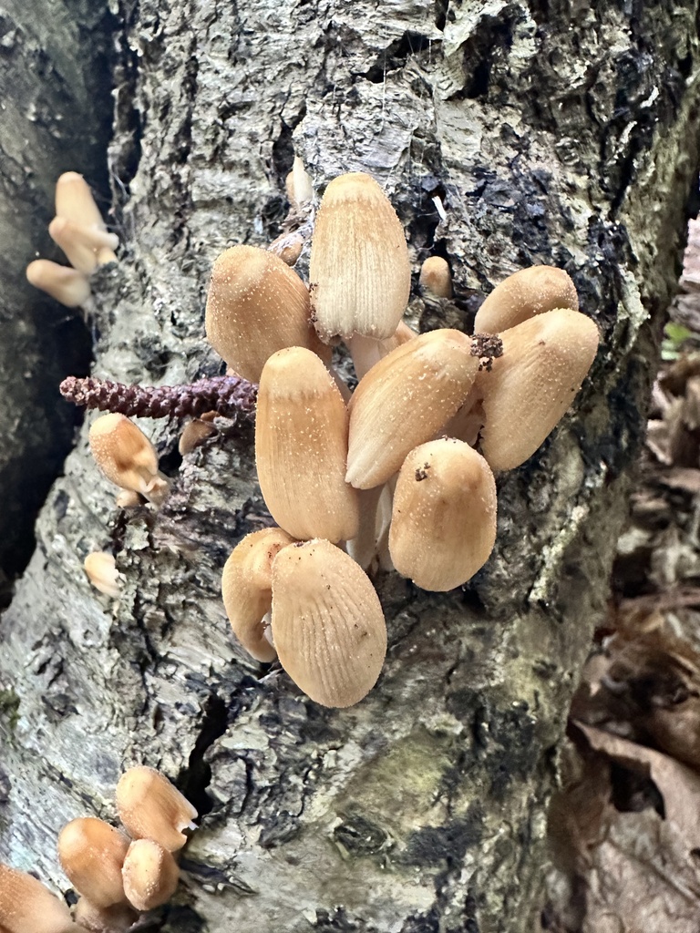 Coprinellus Sect Micacei From Big Bay State Park La Pointe Wi Us On