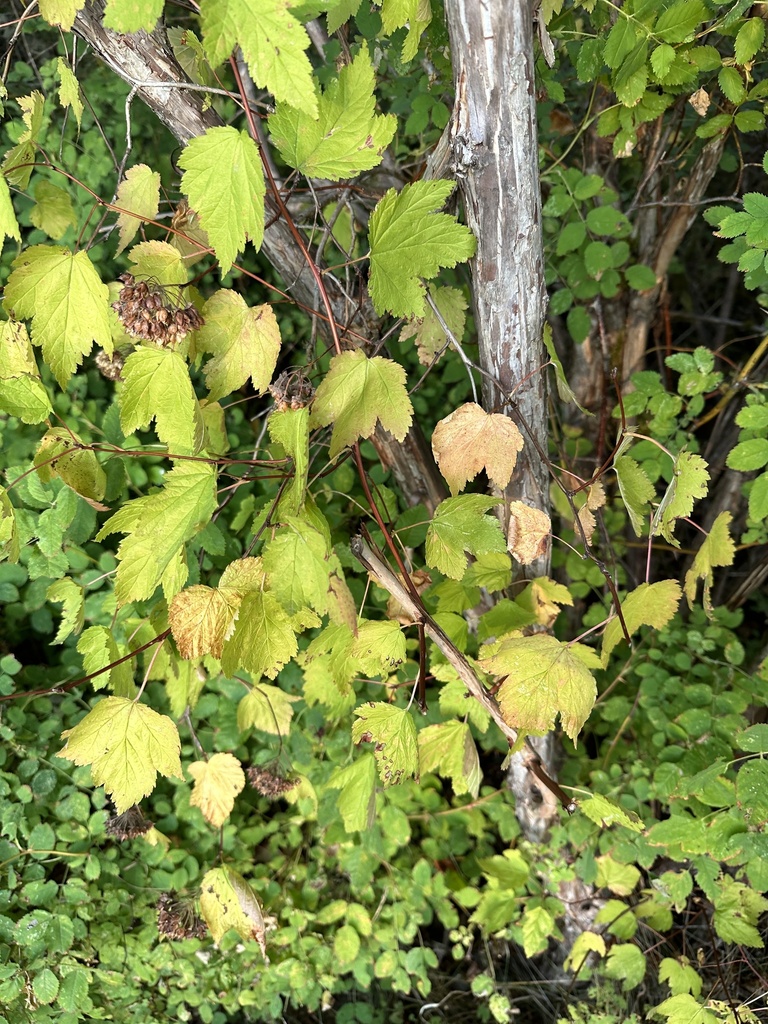 Pacific Ninebark From Billy Frank Jr Nisqually National Wildlife