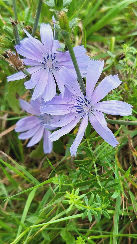 Chicory From Pfaffnau Schweiz On September At Pm