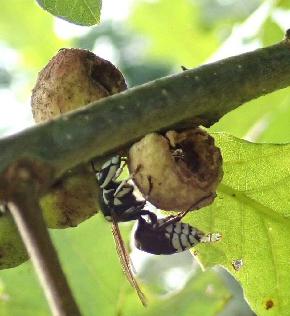 Bald Faced Hornet From Glen Rd Potomac Md On September