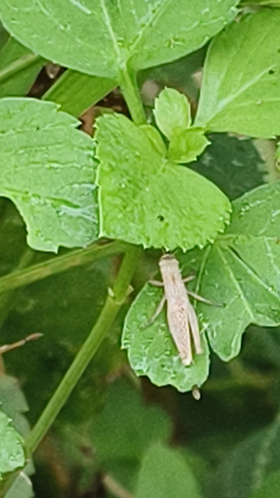 Short Horned Grasshoppers And Locusts From On September