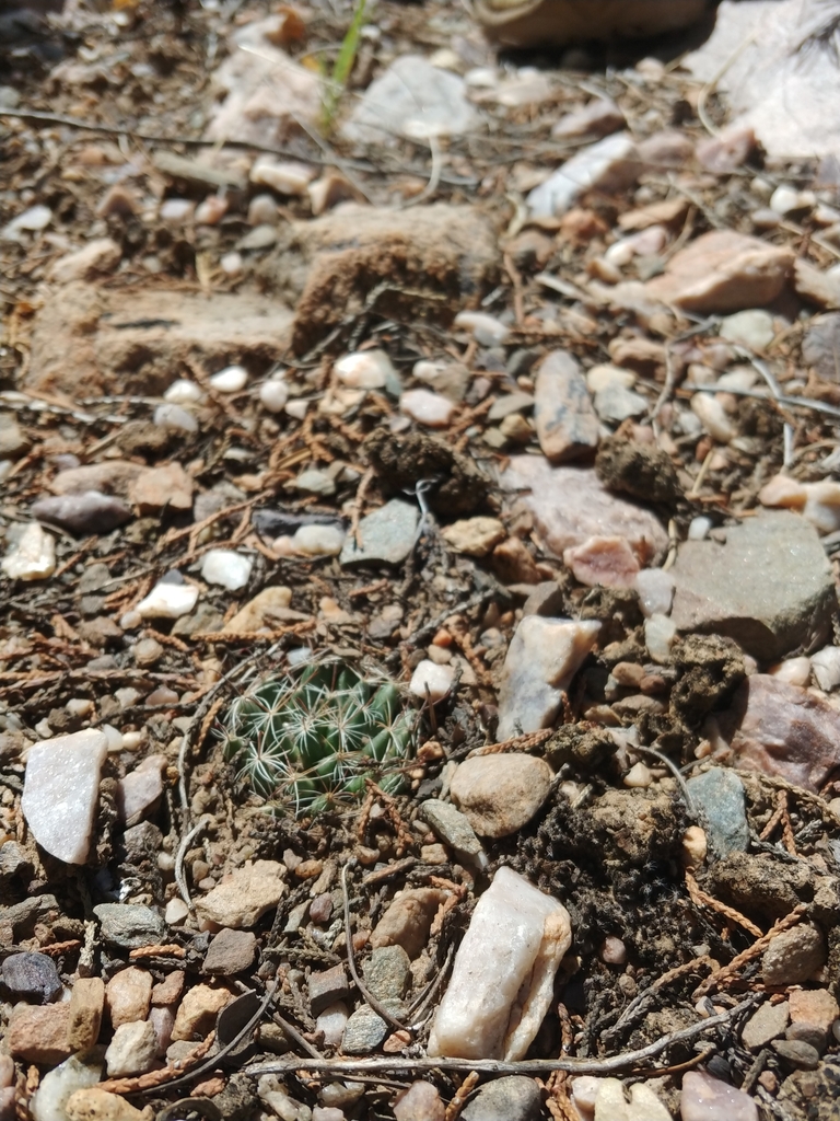 Wright S Nipple Cactus From Torrance County US NM US On September 22