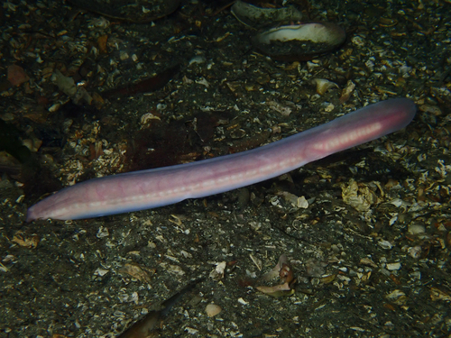 Atlantic Hagfish Myxine Glutinosa Inaturalist Canada