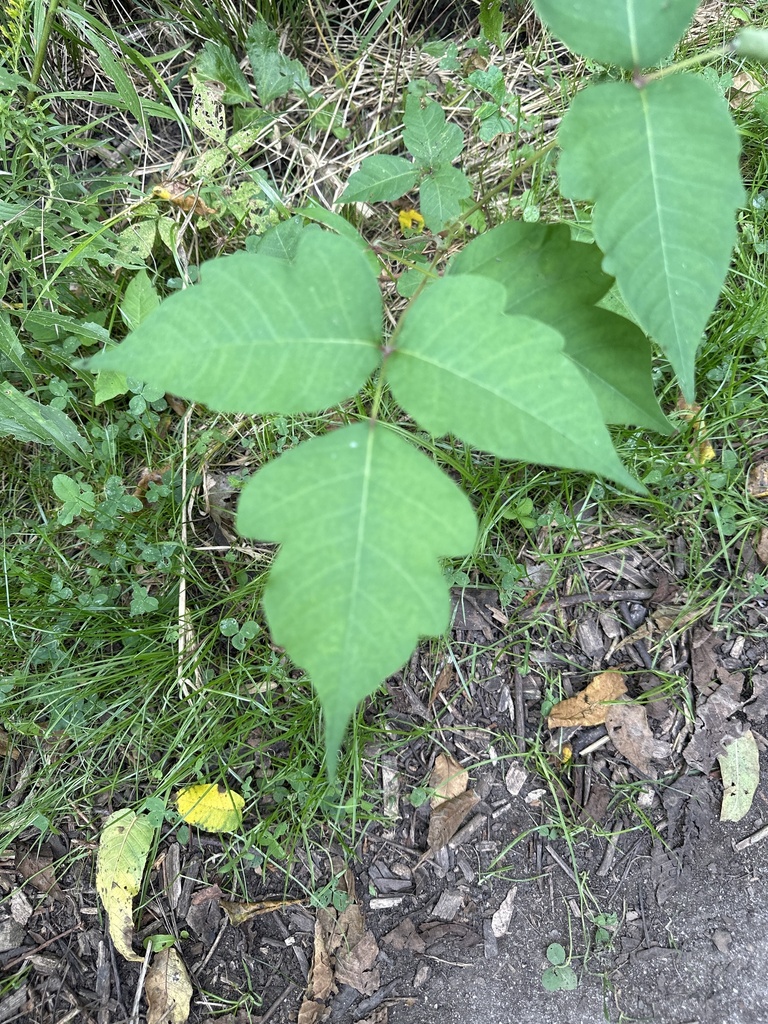 Eastern Poison Ivy From South Bass Island Put In Bay OH US On