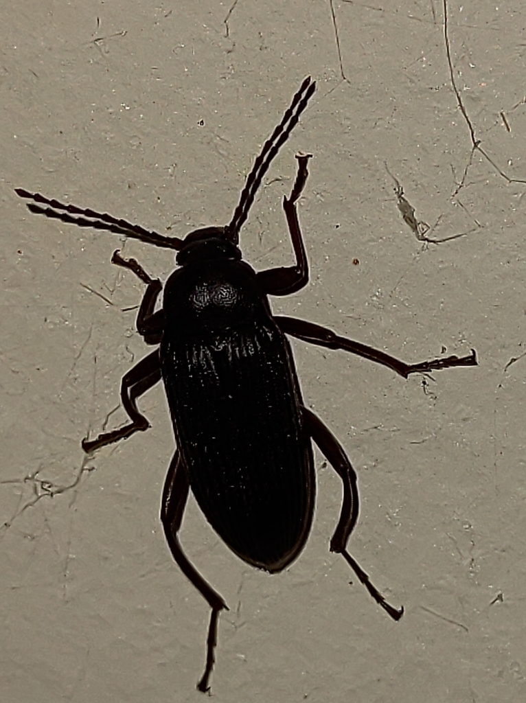 Comb Clawed Darkling Beetles From Cln Bl A Loja