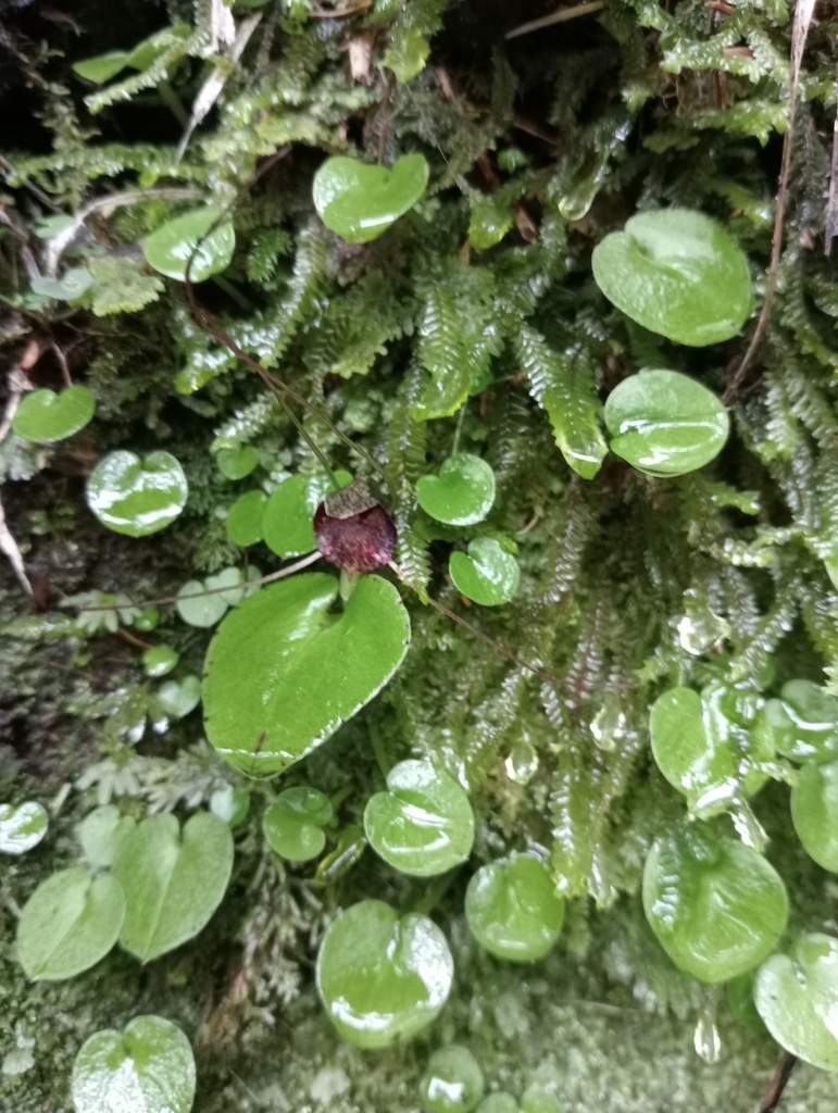 Iridescent Corybas From Gvf R Dunedin Skyline Walk Cloud Forests Of