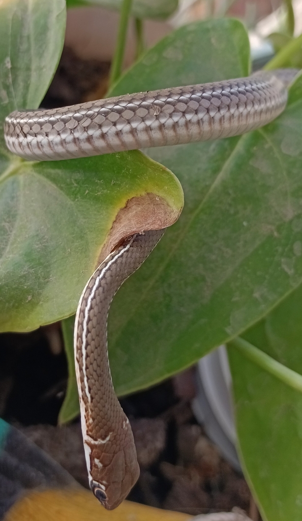 Schott S Whipsnake From Tecozautla MX HI MX On September 24 2023 At