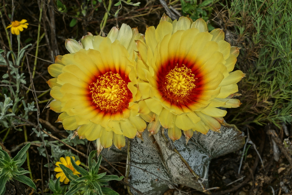 Astrophytum Capricorne Niveum In April By Saltazapa Inaturalist