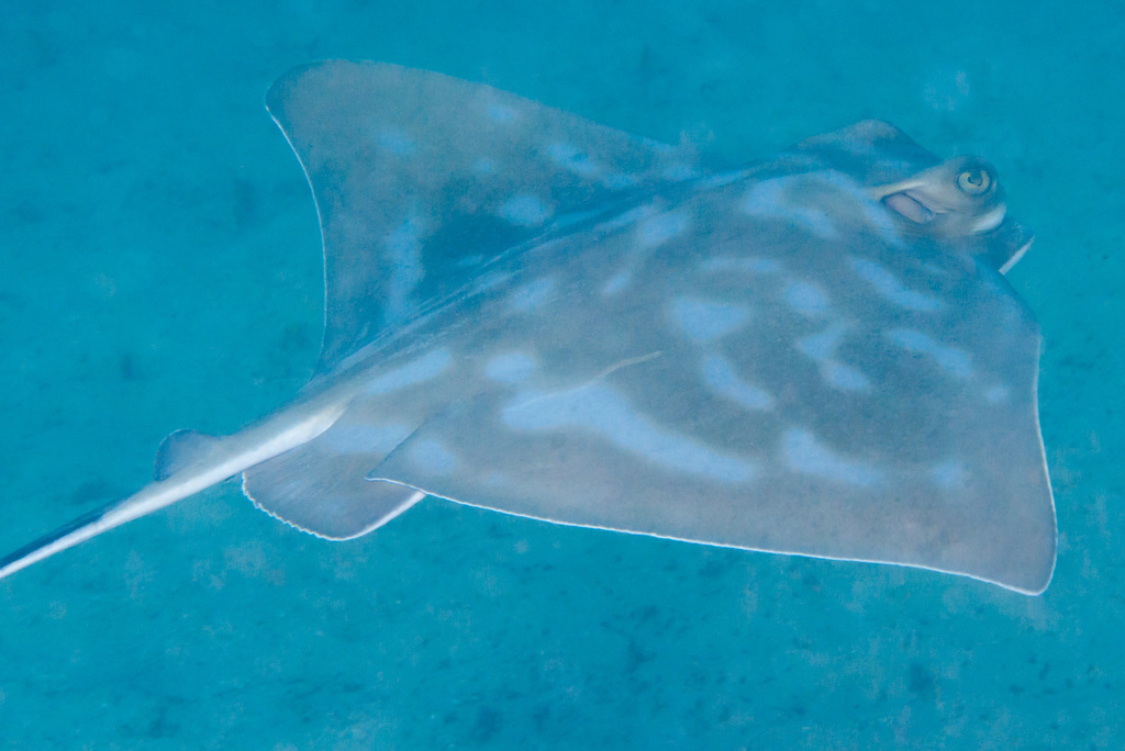 New Zealand Eagle Ray Fishes Of Cabbage Tree Bay Aquatic Reserve