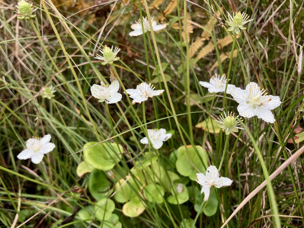 Grass Of Parnassus In September 2023 By Amiel Hopkins INaturalist