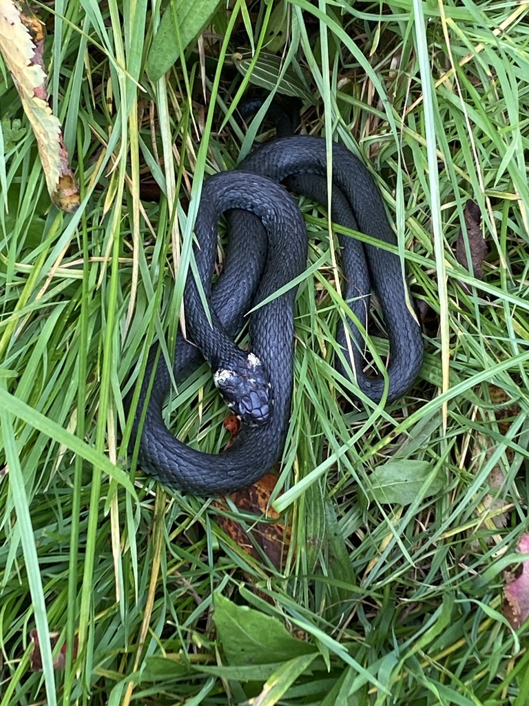 grass snake from Trækstien Mellem Randers og Silkeborg Randers NV