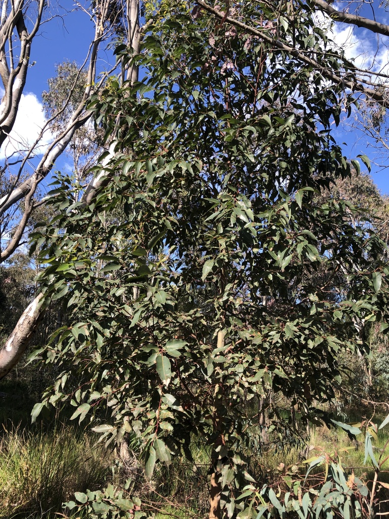 Bangalay From Namatjira Park Clayton South Vic Au On September