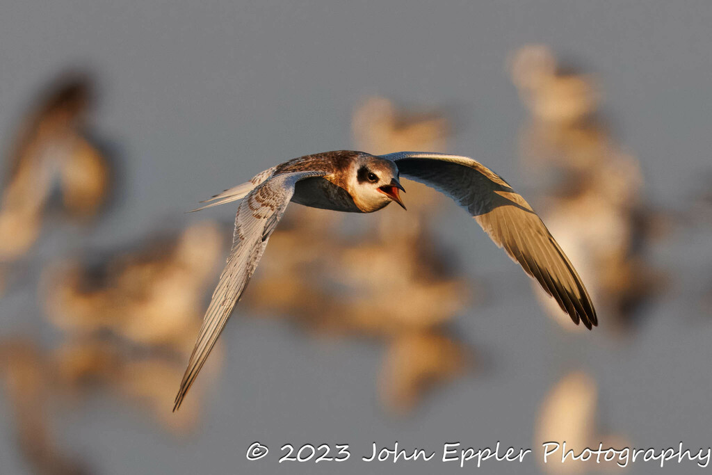 Forster S Tern From Galloway NJ USA On September 6 2023 At 06 46 PM