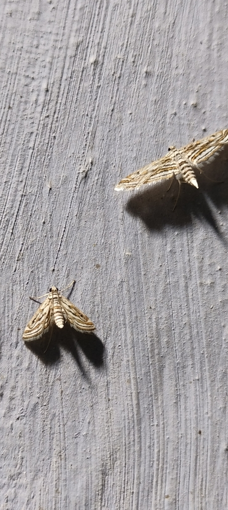 Parapoynx Fluctuosalis From Kadumane Estate Karnataka India On