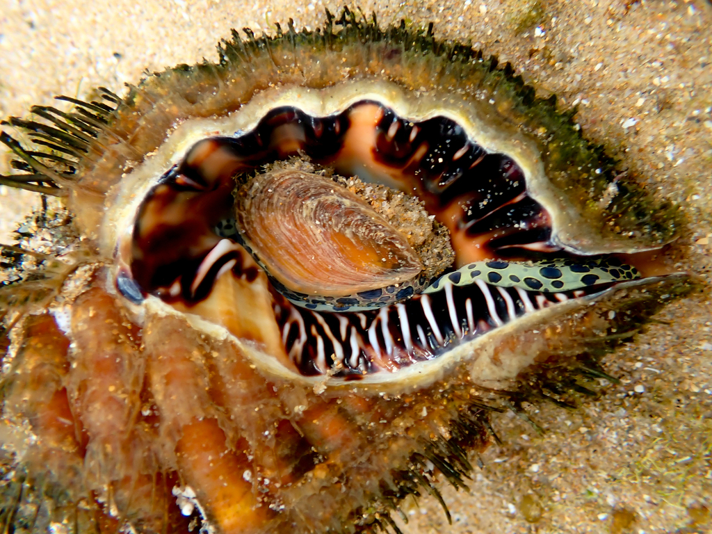 Giant Hairy Triton Snail From Bateau Bay Beach NSW Australia On