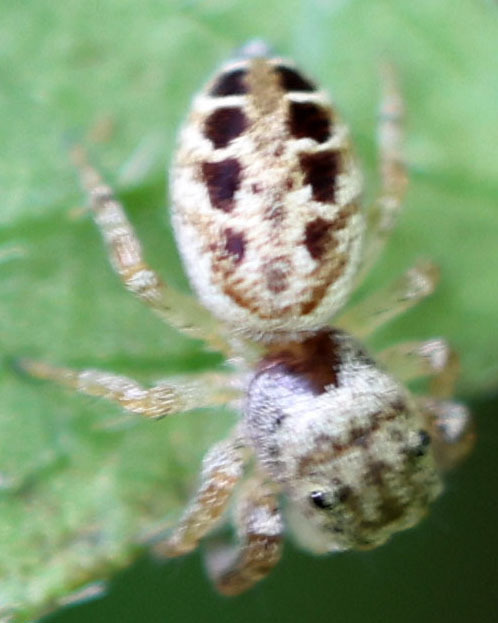 Common White Cheeked Jumping Spider From Shepard Settlement Onondaga