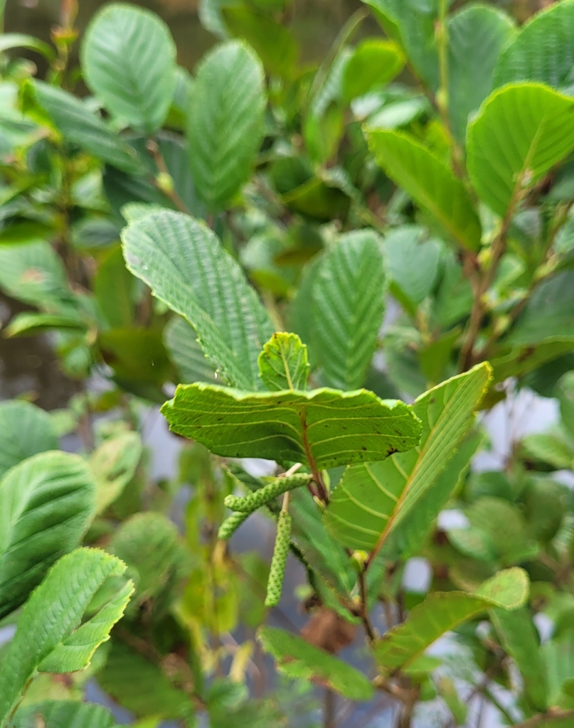 Smooth Alder From Naxera Va Usa On September At