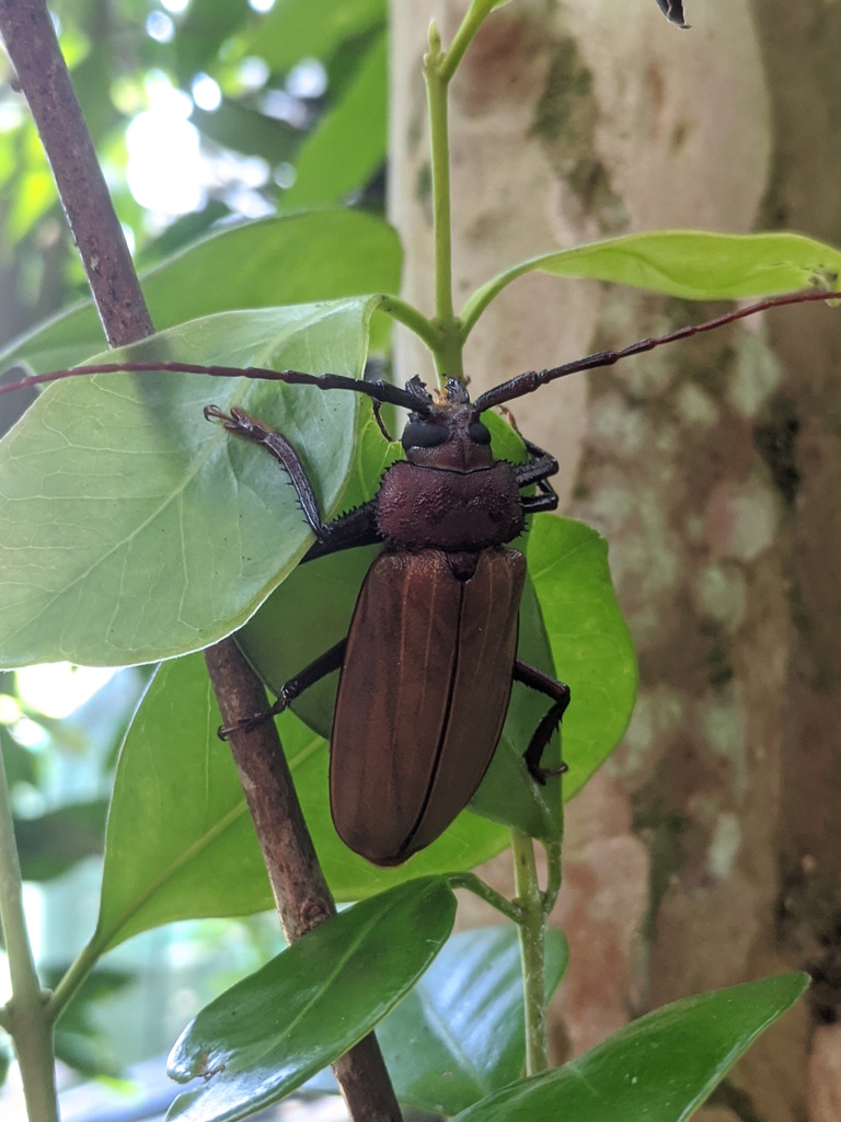 Longhorn Beetles From Coquette Point QLD 4860 Australia On December 4