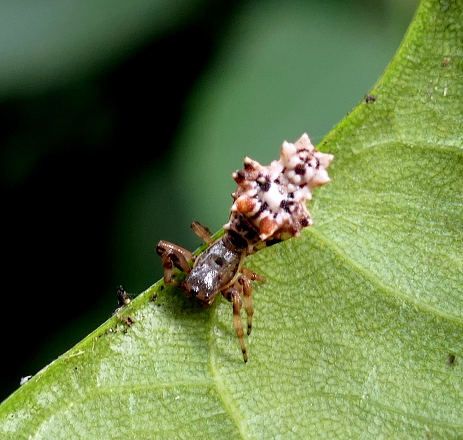 Micrathena Horrida From Zona Rural De Paudalho Pernambuco On