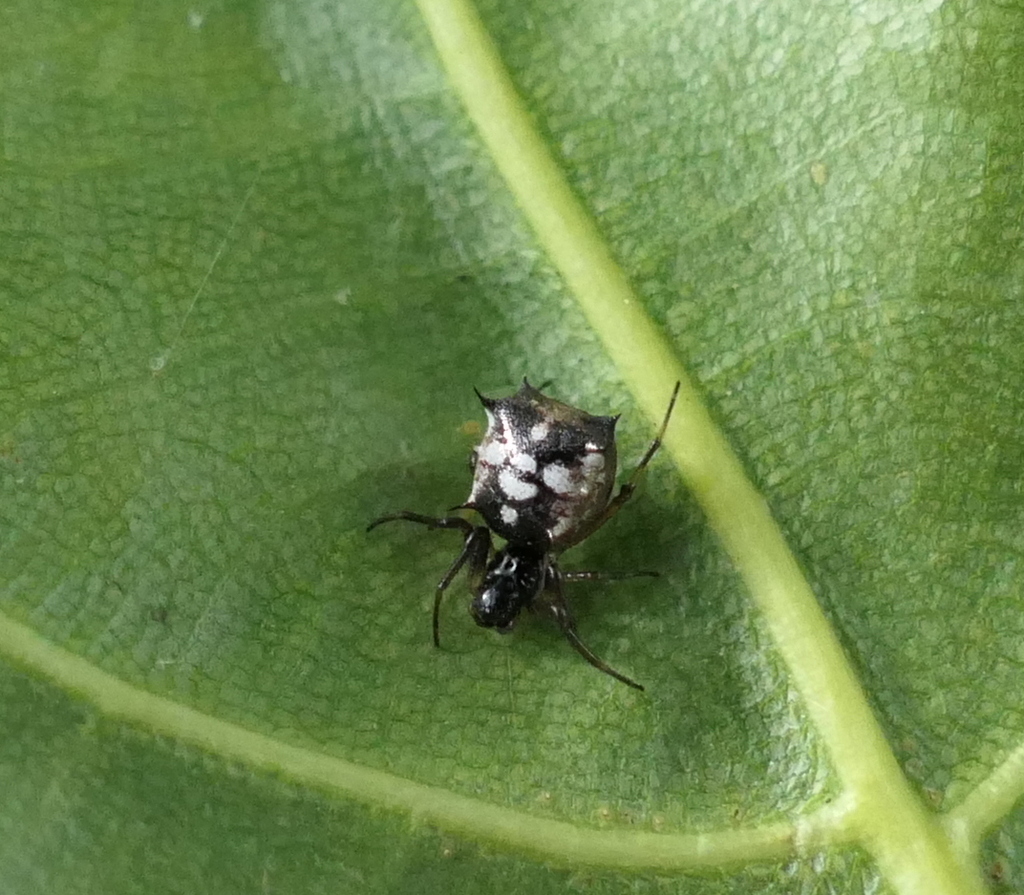 Micrathena Picta From Zona Rural De Paudalho Pernambuco On September