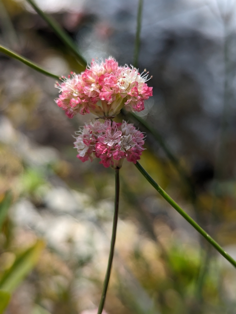 Naked Buckwheat From Shasta County Ca Usa On September At