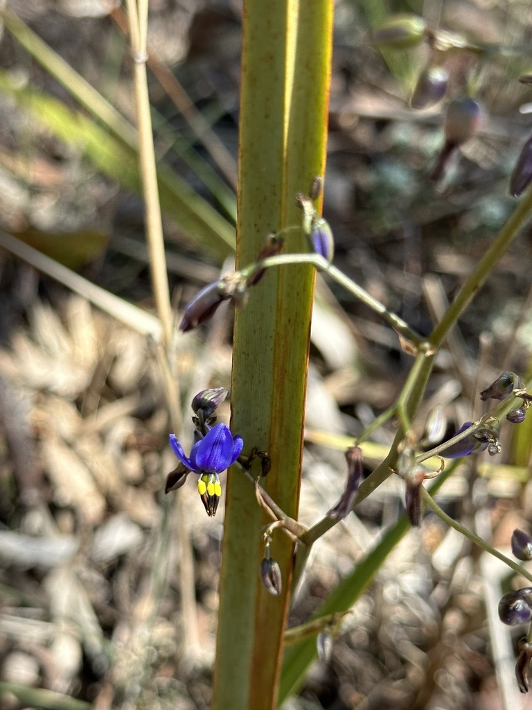 Blueberry Lily From Mount Ainslie Nature Reserve Majura ACT AU On