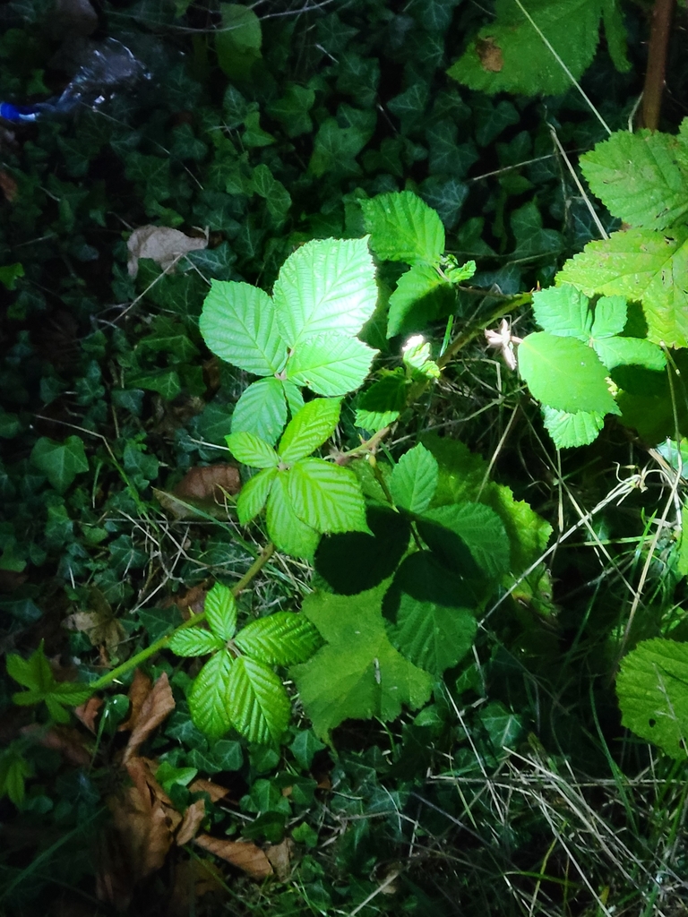 Roses Elms Figs And Allies From Harrow Ha Pq Uk On September