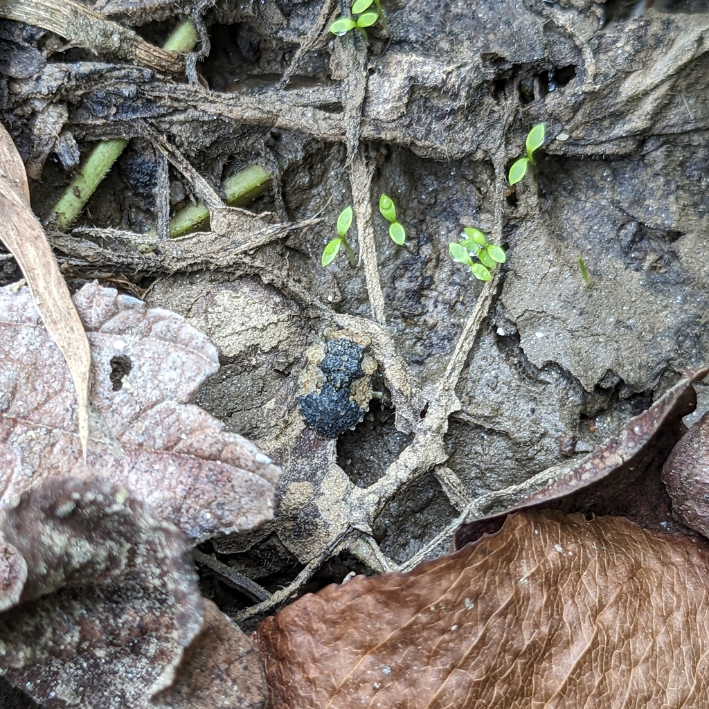 Big Eyed Toad Bug From Kings Contrivance Columbia MD USA On