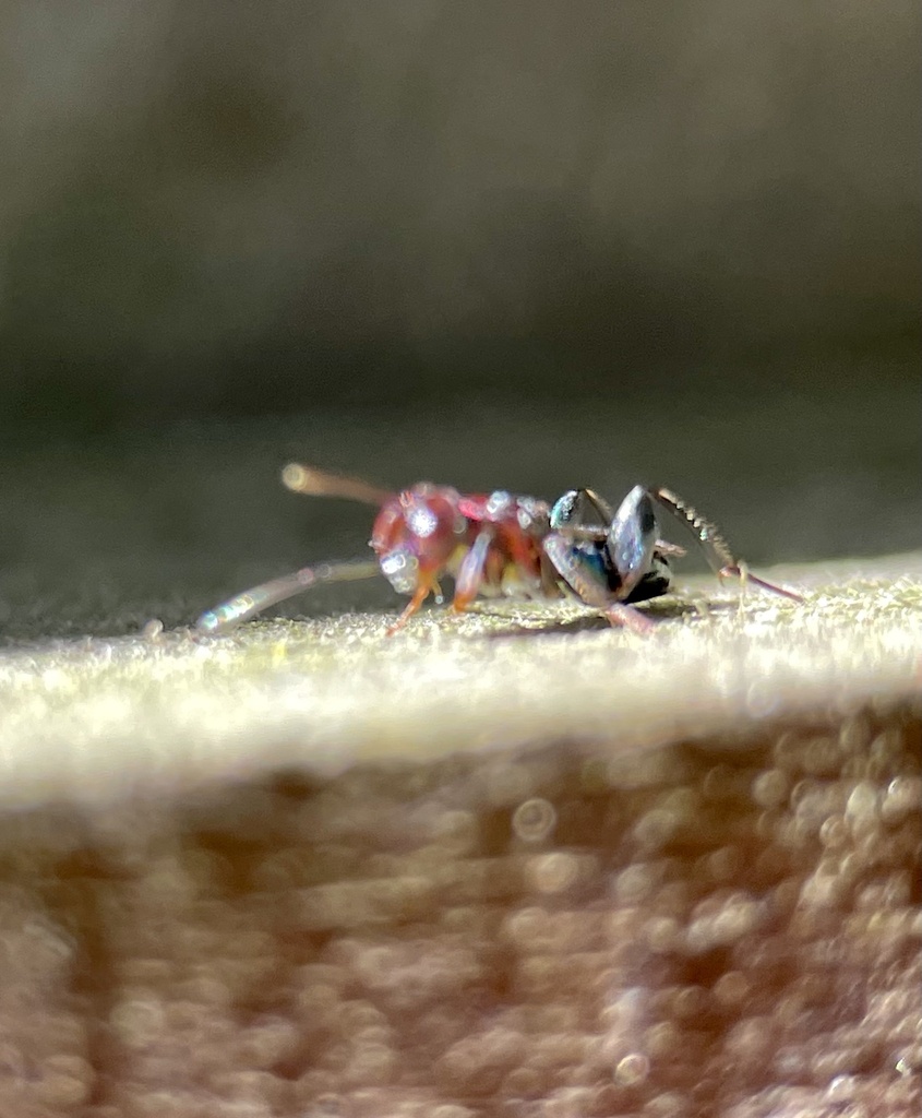 Lyciscinae From Boundary Tk E Frankston South VIC AU On September 30