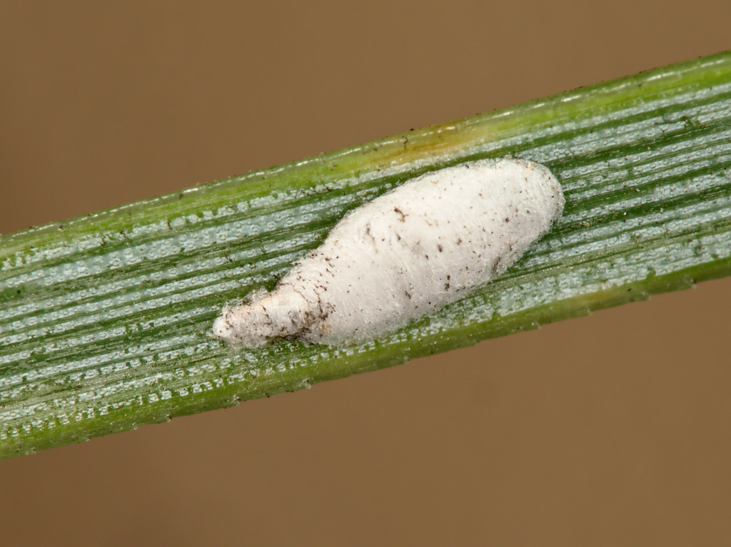 Leucaspis Lowi From Gironde Aquitaine France On August At