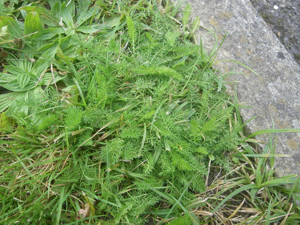 Common Yarrow From Brent Reservoir London On September At