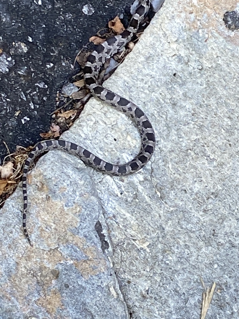 Eastern Gray Ratsnake Complex From Williams Way Maggie Valley Nc Us